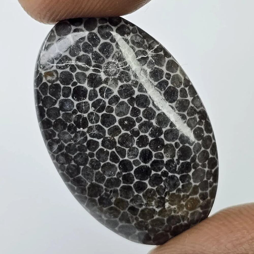 Natural Black Fossil Coral 15.88ct 29x18x4.4mm Loose Stone